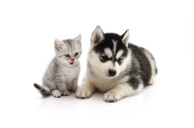 şirin yavru kedi ve köpek yavrusu beyaz arka plan üzerinde 