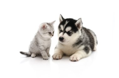 şirin yavru kedi ve köpek yavrusu beyaz arka plan üzerinde 