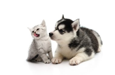 şirin yavru kedi ve köpek yavrusu beyaz arka plan üzerinde 