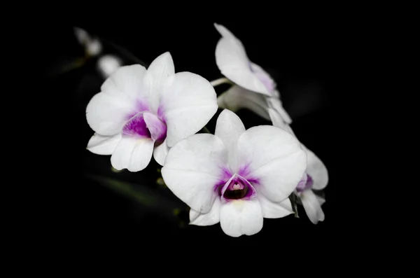 Krásná bílá orchidej — Stock fotografie