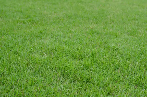 Fondo de hierba verde — Foto de Stock