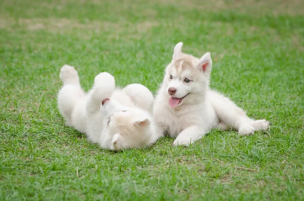 Два сибирских щенка хаски на зеленой траве — стоковое фото