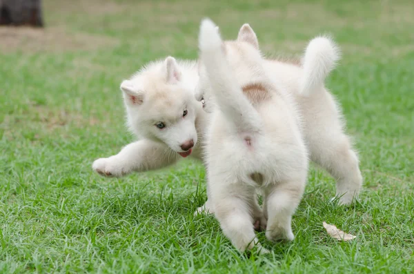 Dois filhote de cachorro husky siberiano na grama verde — Fotografia de Stock