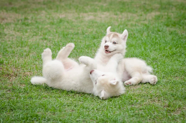 Dois filhote de cachorro husky siberiano na grama verde — Fotografia de Stock