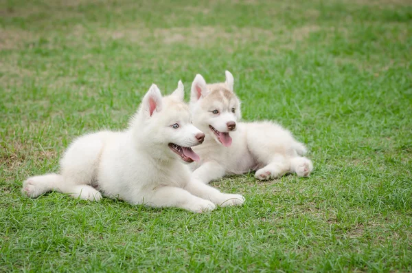 Dois filhote de cachorro husky siberiano na grama verde — Fotografia de Stock