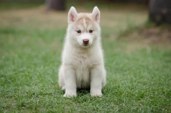 Lindo siberiano husky cachorro sentado —  Fotos de Stock