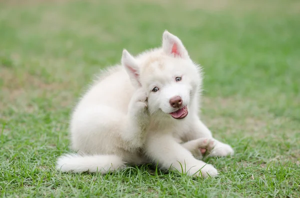 Şirin Sibirya husky yavrusu tırmalamak — Stok fotoğraf