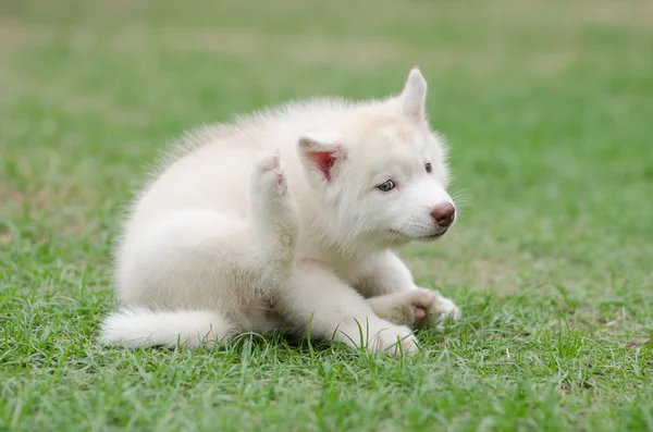 Bonito siberiano husky filhote de cachorro coçar — Fotografia de Stock