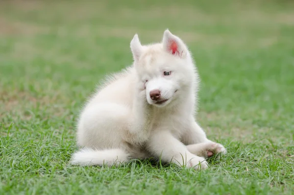 Ładny siberian husky szczeniaka drapanie — Zdjęcie stockowe