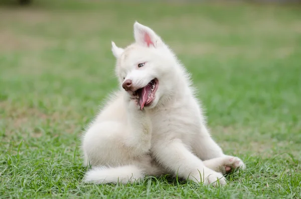 Lindo cachorro husky siberiano arañazos —  Fotos de Stock