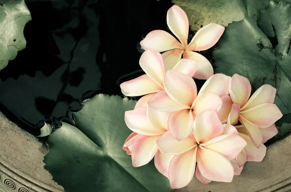 Bela flor em cerâmica velha — Fotografia de Stock