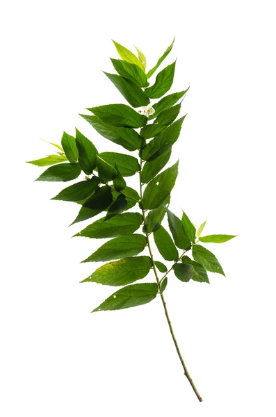 Close up  of green leaf — Stock Photo, Image