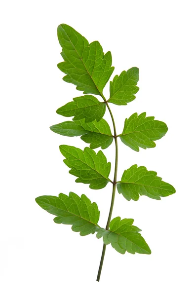 Close up  of green leaf — Stock Photo, Image