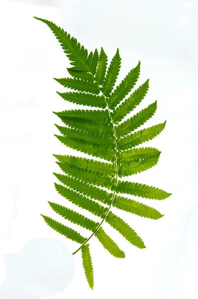 Close up of fern — Stock Photo, Image