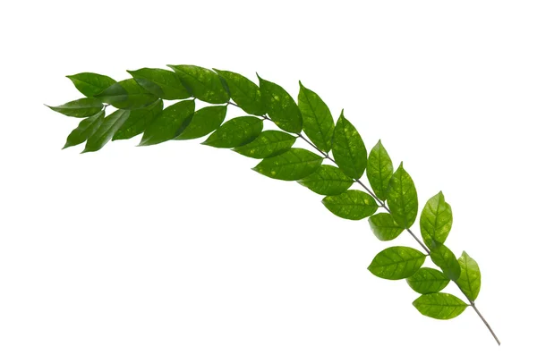 Close up of green leaves — Stock Photo, Image