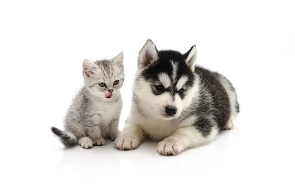 Gatinho bonito e filhote de cachorro no fundo branco — Fotografia de Stock