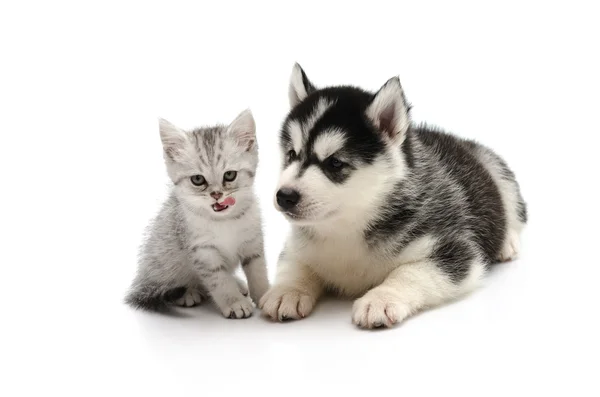 Söt kattunge och valp på vit bakgrund — Stockfoto