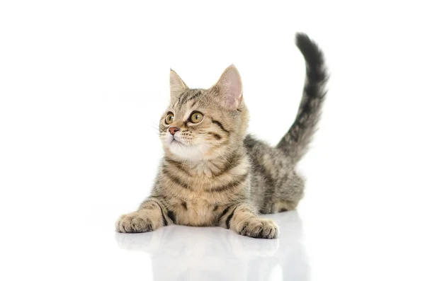 Gatinho dourado bonito — Fotografia de Stock