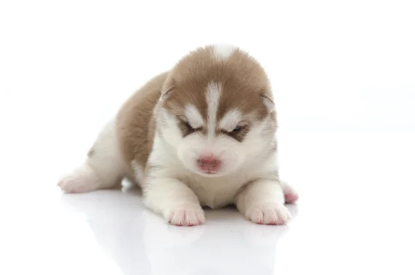 Carino siberiano husky cucciolo — Foto Stock