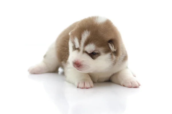 Roztomilý siberian husky puppy — Stock fotografie