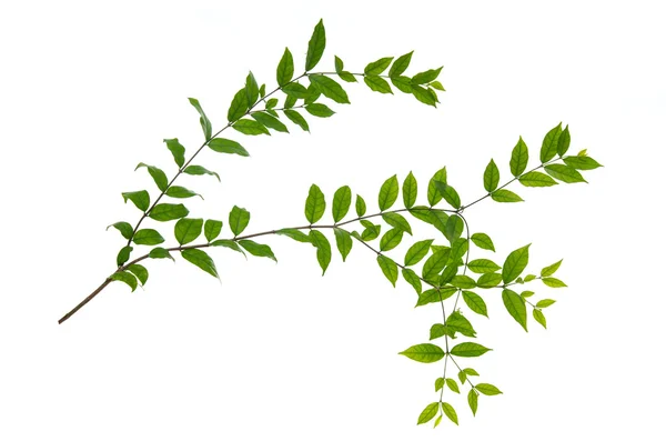 Primo piano di foglie verdi — Foto Stock