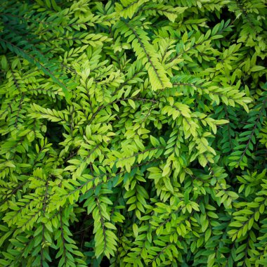 Arkaplan için yeşil yapraklar