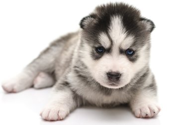 mavi gözlü Sibirya husky köpek yavrusu