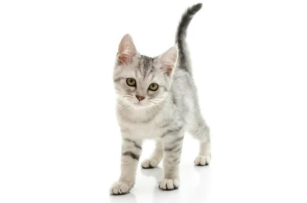 Lindo gatito de plata — Foto de Stock