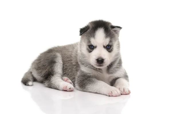Modré oči sibiřský husky štěně — Stock fotografie