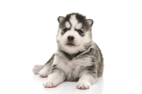 Blue eyes Siberian Husky puppy — Stock Photo, Image