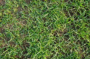 güneş ışığı yeşil çimenlerin üzerinde 