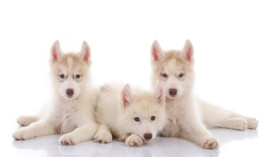 Beyaz arka plan üzerinde döşeme üç Sibirya husky yavru 
