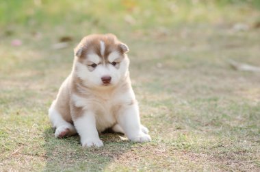 Sibirya köpeği yeşil çimlerin üzerinde 