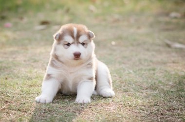 Sibirya köpeği yeşil çimlerin üzerinde 