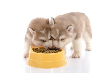 Beyaz arka plan üzerinde yemek yeme iki Sibirya husky yavruları 