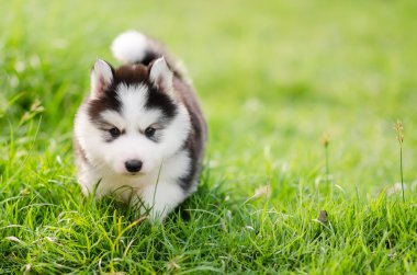 Yeşil çimenlerin üzerinde yürüyüş şirin Sibirya husky yavrusu