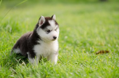Yeşil çimenlerin üzerinde yürüyüş şirin Sibirya husky yavrusu
