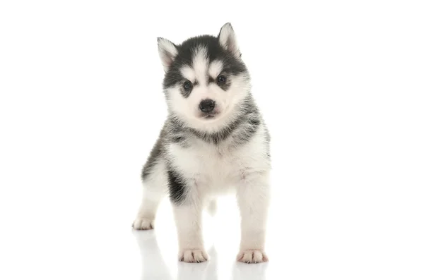 Schöner sibirischer Husky Welpe stehend — Stockfoto