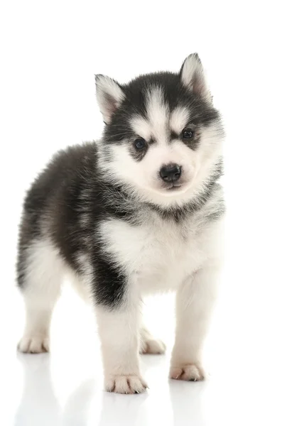 Hermoso cachorro husky siberiano de pie —  Fotos de Stock