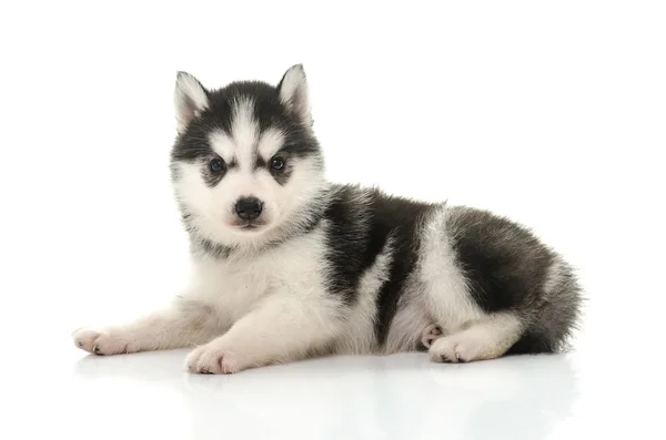 Bonito siberiano husky filhote de cachorro no fundo branco — Fotografia de Stock