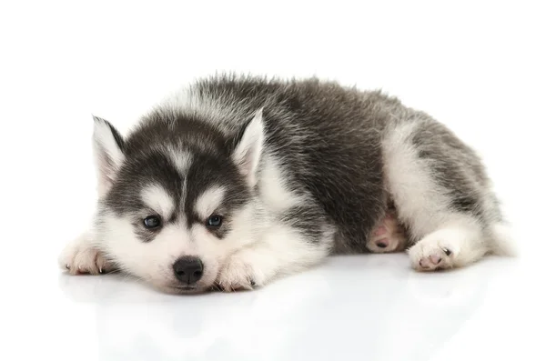 สวย ไซบีเรีย husky ลูกสุนัขยืน — ภาพถ่ายสต็อก