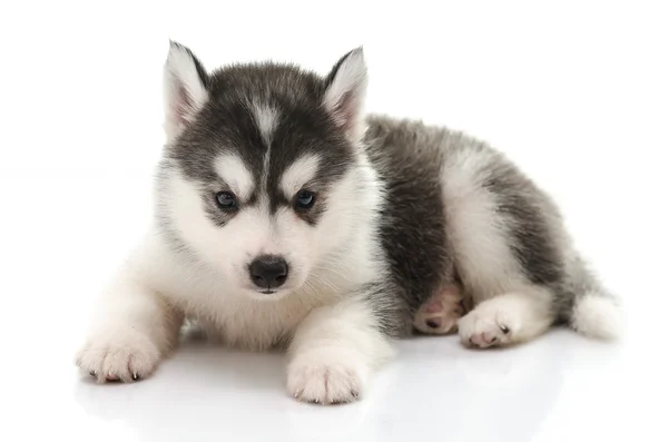 Прекрасный сибирский хаски щенок стоит — стоковое фото