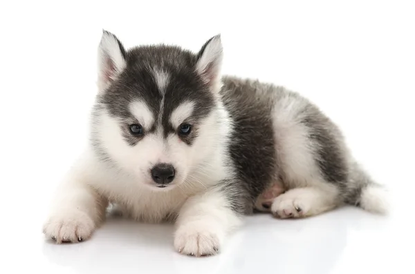 Beautiful siberian husky puppy standing — Stock Photo, Image