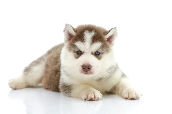 Cute siberian husky laying and looking — Stock Photo, Image