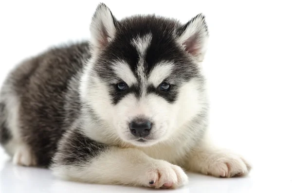 Niedliche sibirische Husky Legen und suchen — Stockfoto