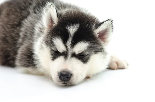 Cute Siberian husky puppy sleeping — Stock Photo, Image