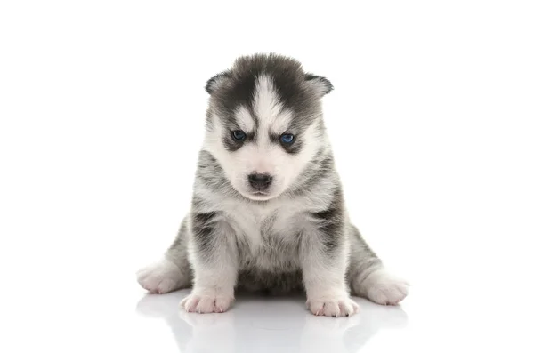 Ojos azules Siberian Husky cachorro —  Fotos de Stock