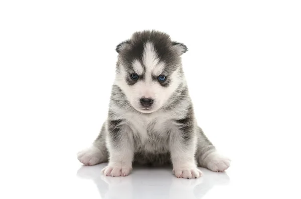 Niebieskie oczy siberian husky szczeniaka — Zdjęcie stockowe