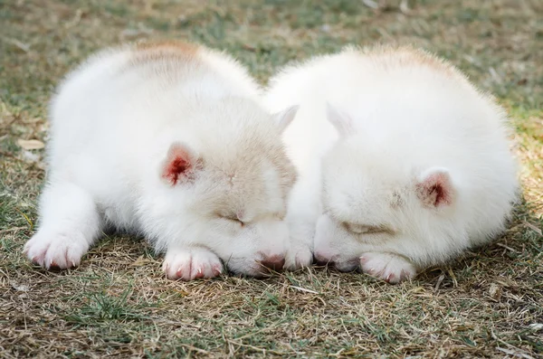 Lindo siberiano Husky cachorros durmiendo —  Fotos de Stock