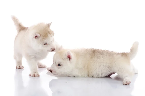 Zwei sibirische Husky-Welpen spielen auf weißem Hintergrund — Stockfoto